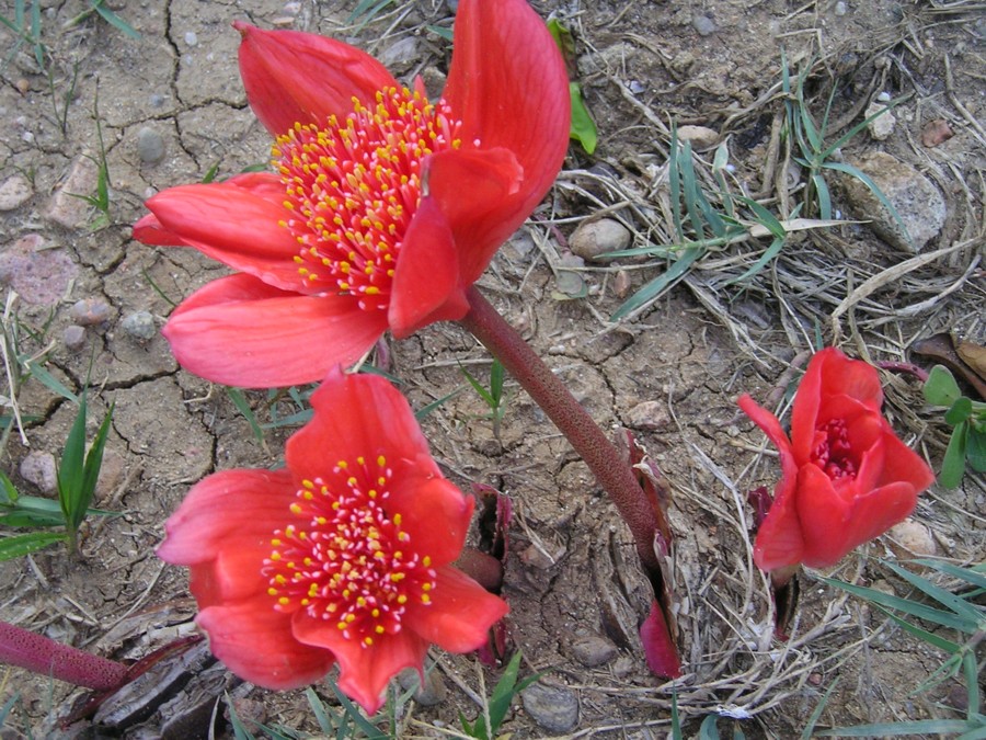 Haemanthus coccineus (pianta coltivata)